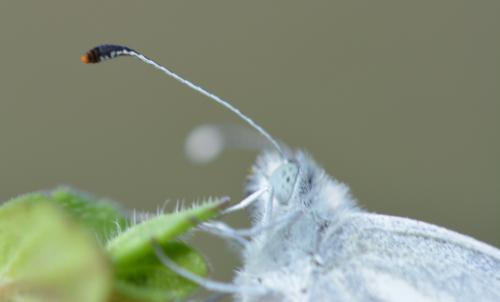 Réf. 323 278 : Leptidea sp.